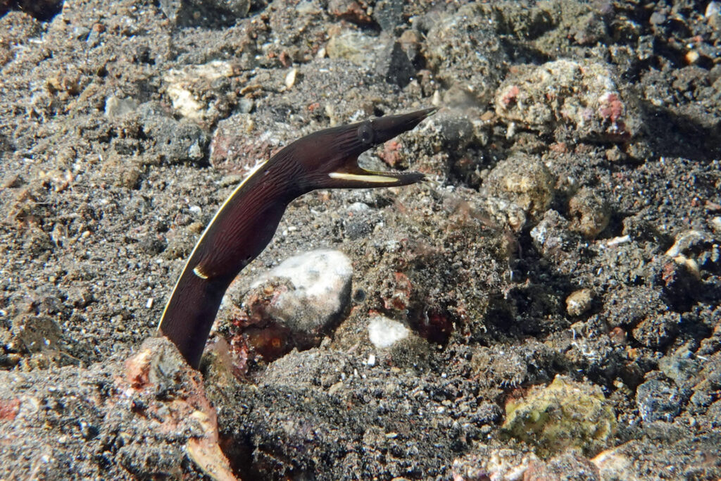 20_bali_kubu-indah_tulamben_dsc00425