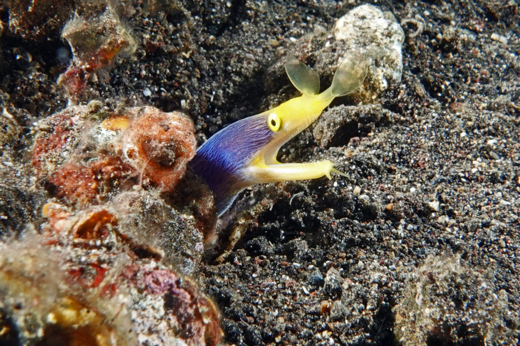 20_bali_kubu-indah_tulamben_dsc00426