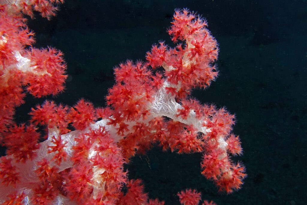 20_bali_kubu-indah_tulamben_dsc00431