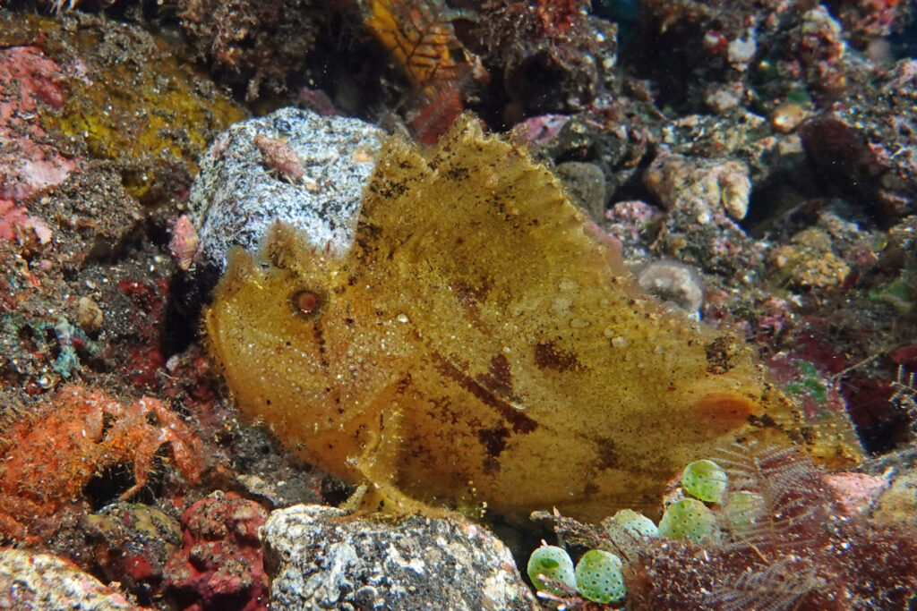 20_bali_kubu-indah_tulamben_dsc00434