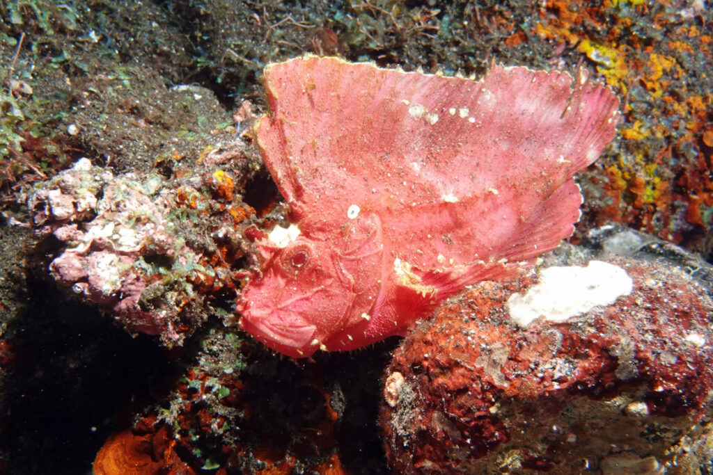 20_bali_kubu-indah_tulamben_dsc00438
