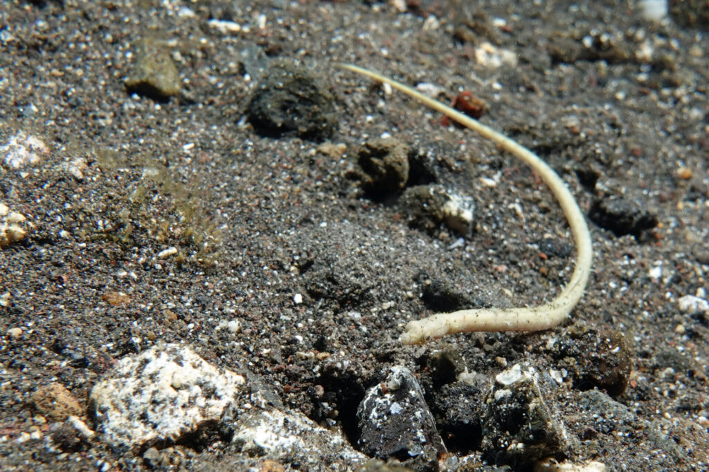20_bali_kubu-indah_tulamben_dsc00442