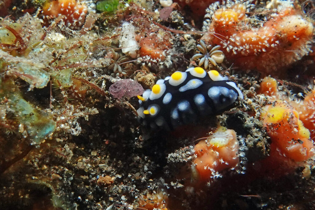 20_bali_kubu-indah_tulamben_dsc00453