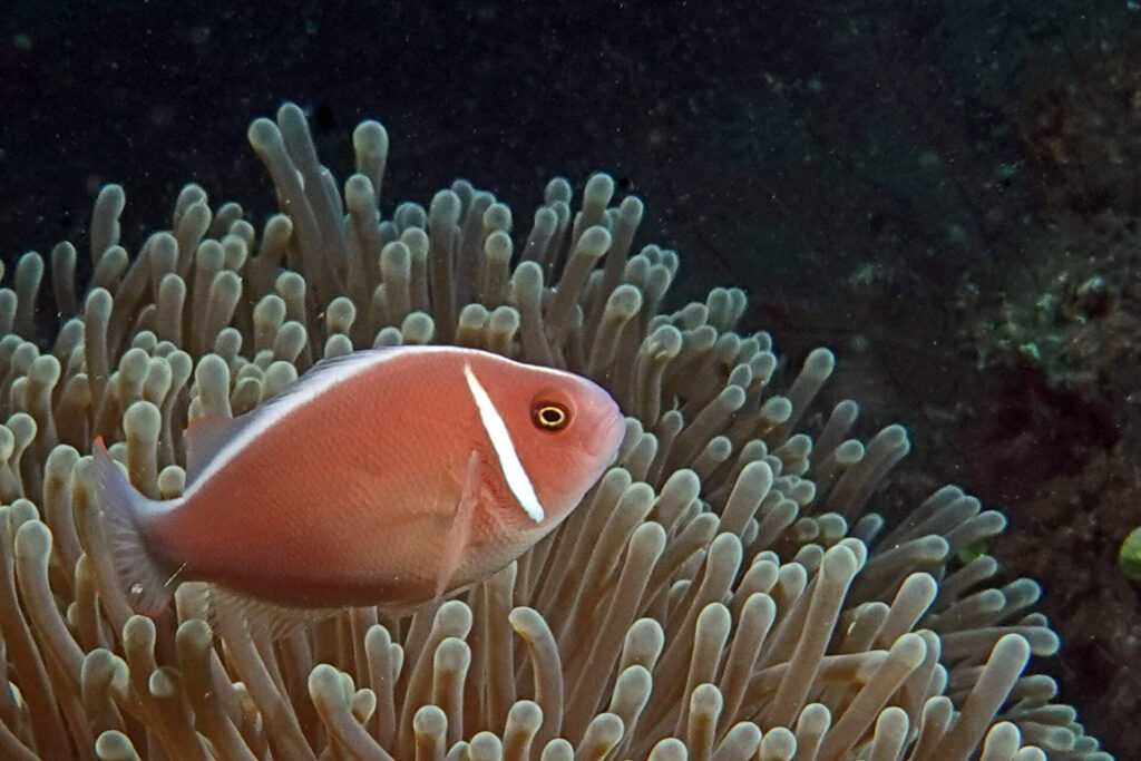 20_bali_kubu-indah_tulamben_dsc00464