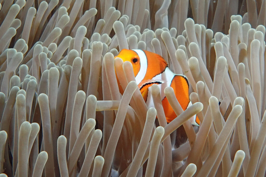 20_bali_kubu-indah_tulamben_dsc00465