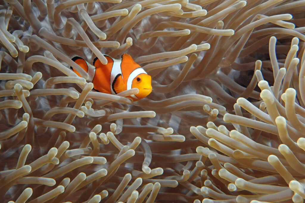 20_bali_kubu-indah_tulamben_dsc00466