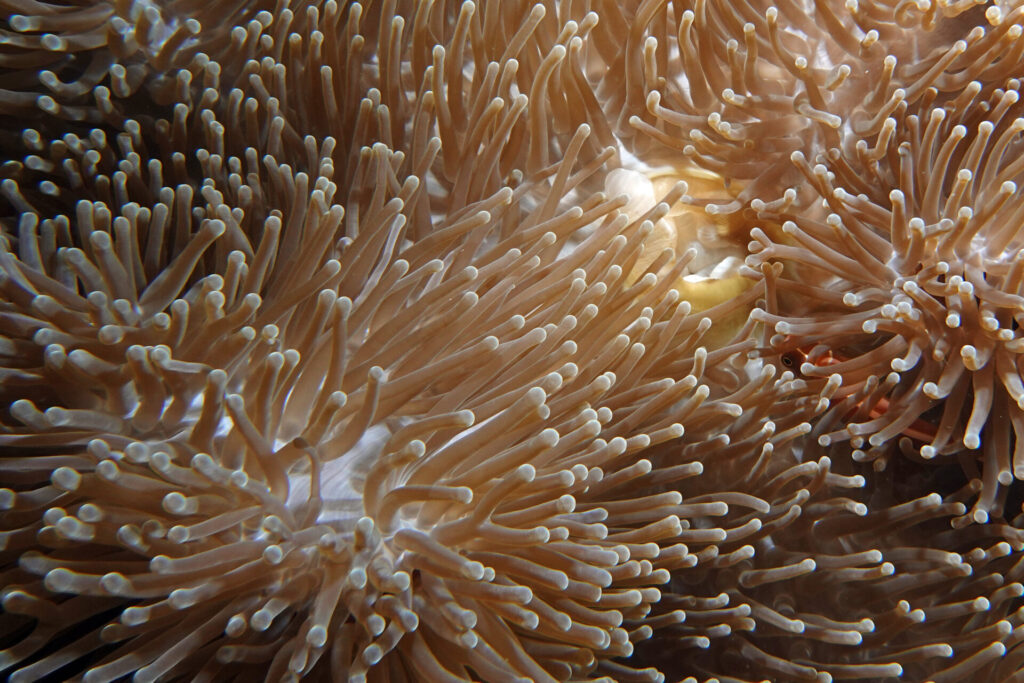 20_bali_kubu-indah_tulamben_dsc00468