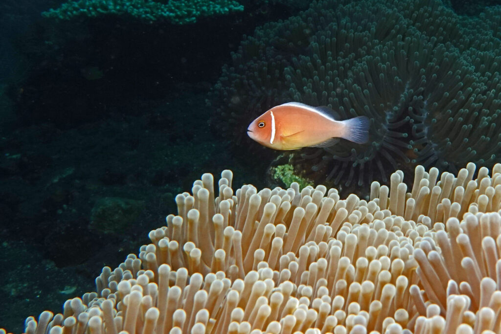 20_bali_kubu-indah_tulamben_dsc00473