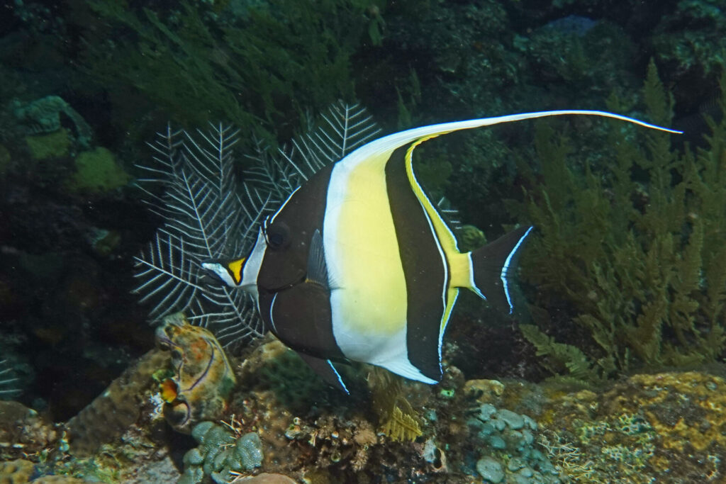 20_bali_kubu-indah_tulamben_dsc00477