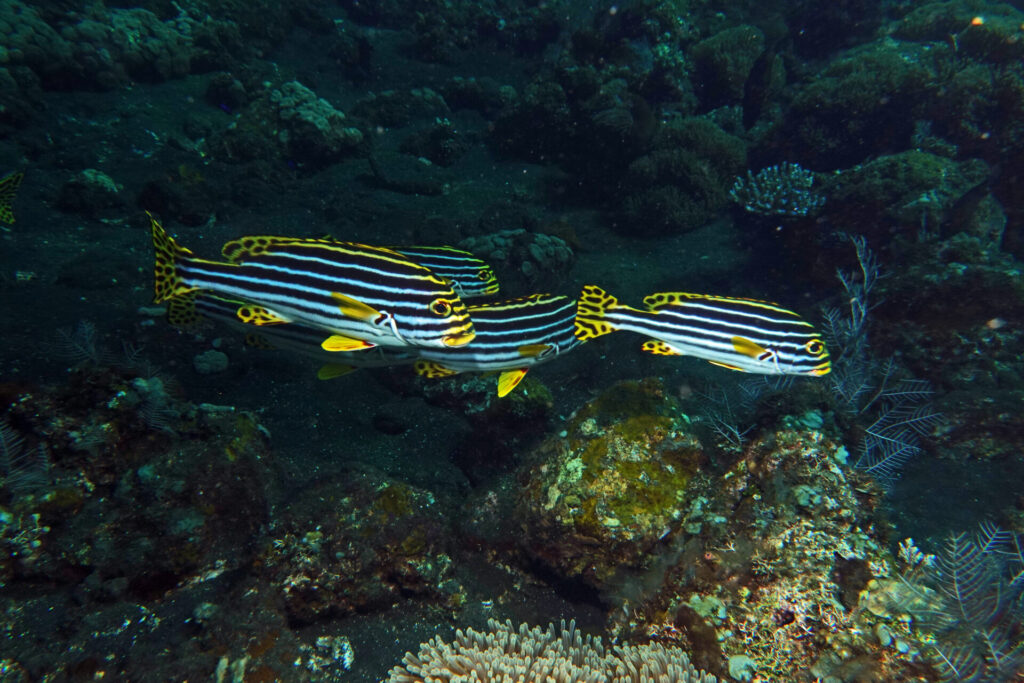20_bali_kubu-indah_tulamben_dsc00481