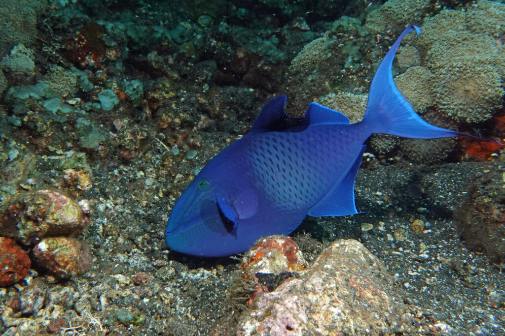 20_bali_kubu-indah_tulamben_dsc00485