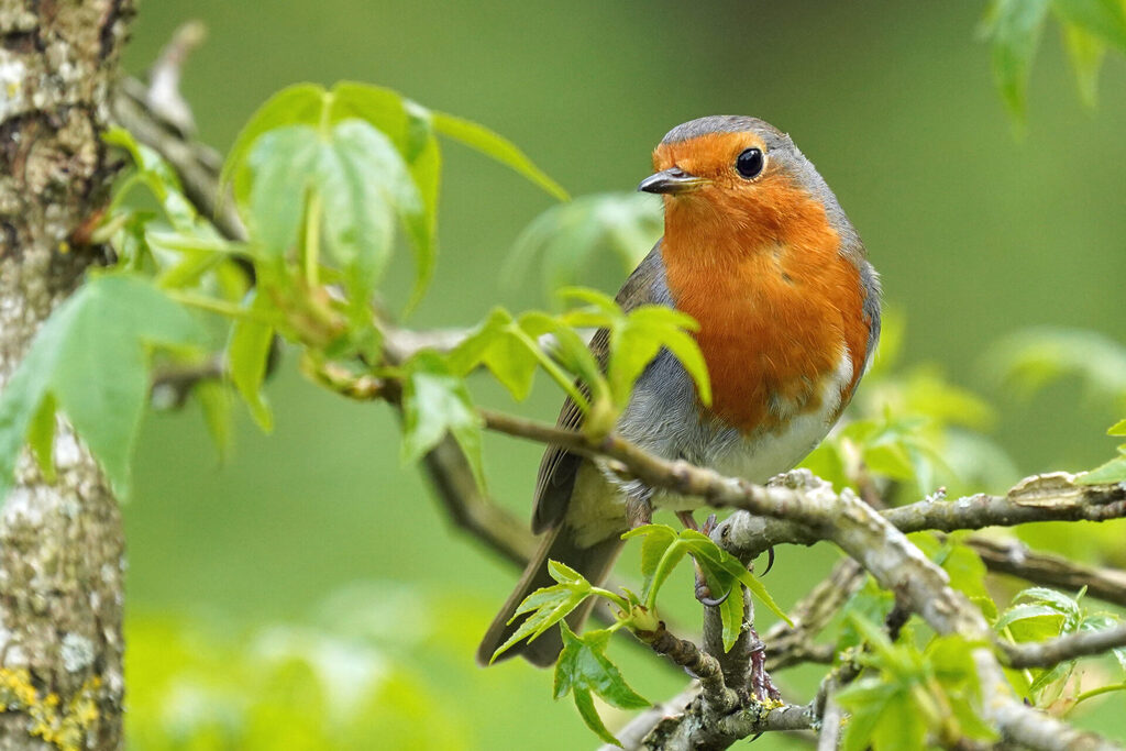 Rotkehlchen in unserem Garten in Homburg im Saarland