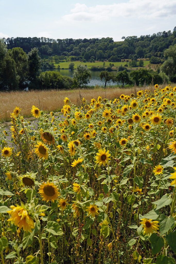 20_maare_schalkenmehrener_maar_eifel__dsc08053