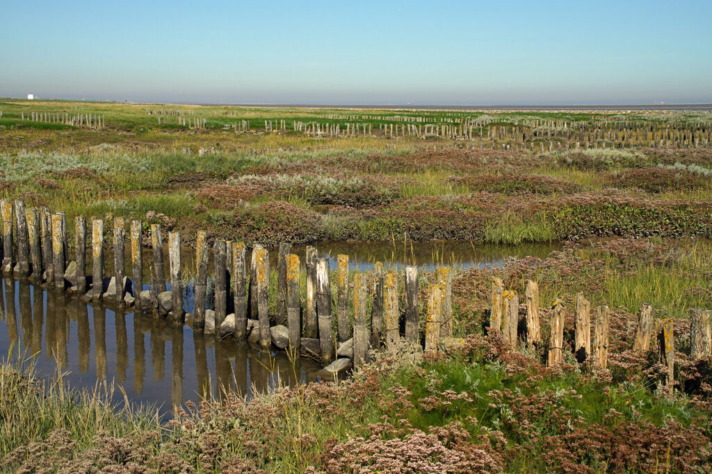 20_nordsee_insel_neuwerk_dsc03027