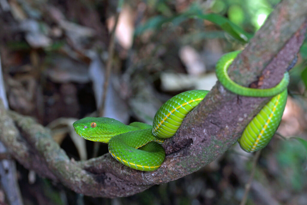 Pit Viper im Khao Yai Nationalpark in Thailand