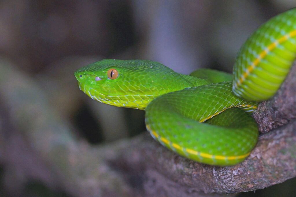 Nationalparks in Thailand - Khao Yai - Pit Viper
