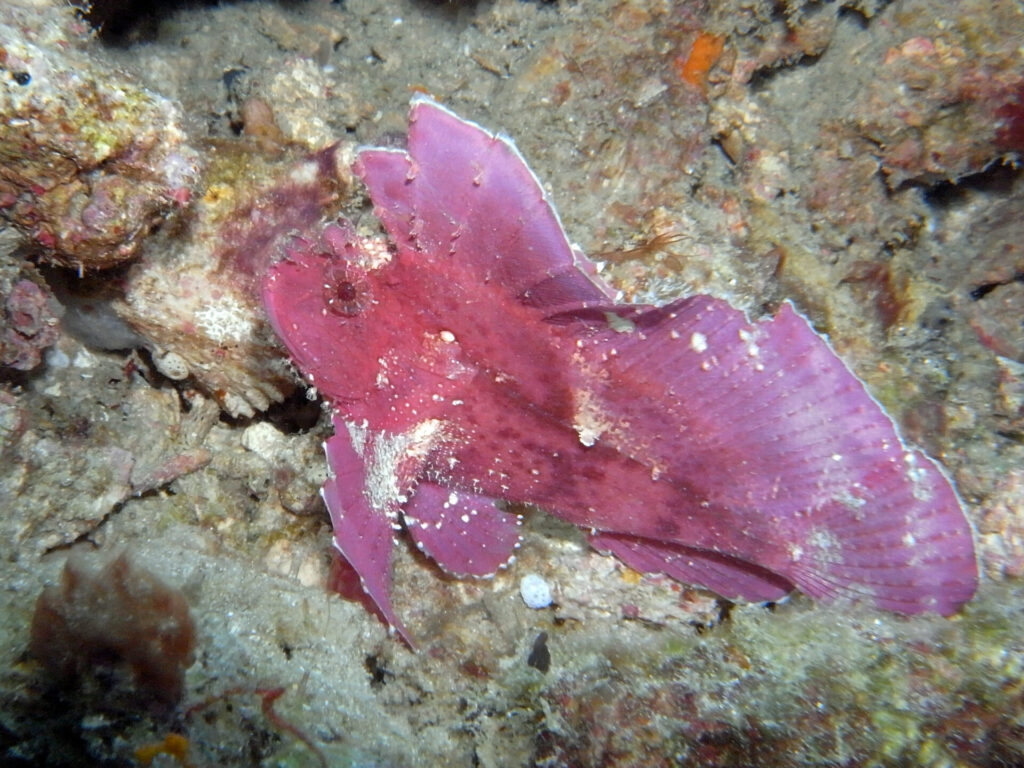 Schaukelfisch beim Tauchen am Diani Beach in Kenia