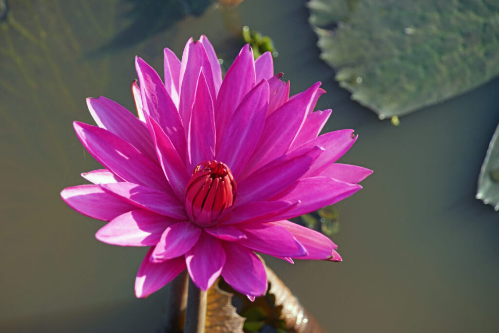 25_indien_kumarakom_backwaters_dsc01226