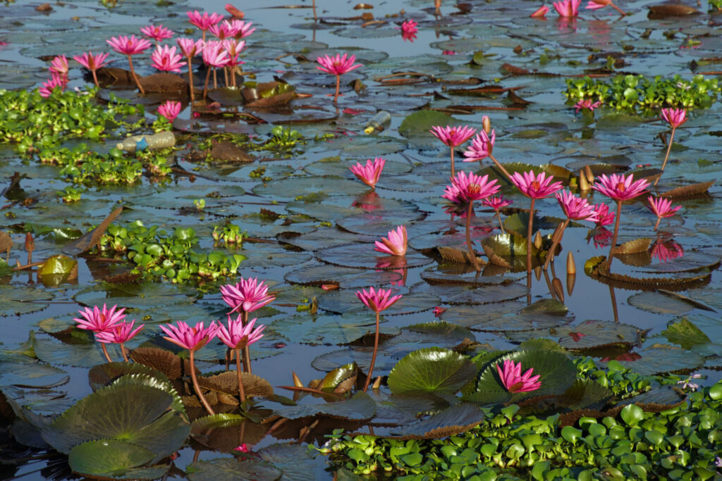 25_indien_kumarakom_backwaters_dsc01227