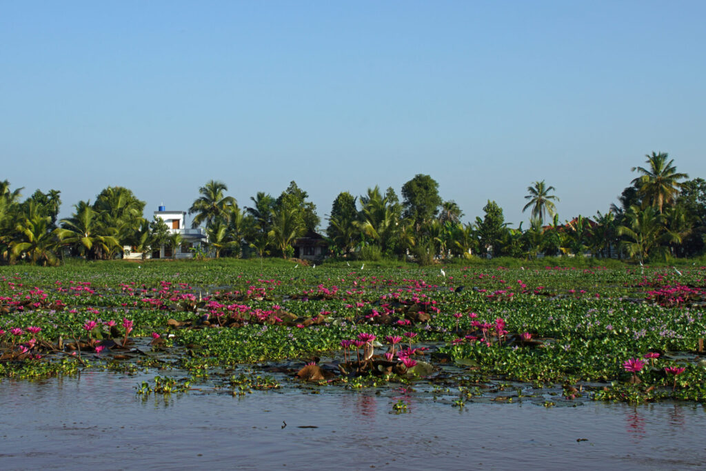 25_indien_kumarakom_backwaters_dsc01233