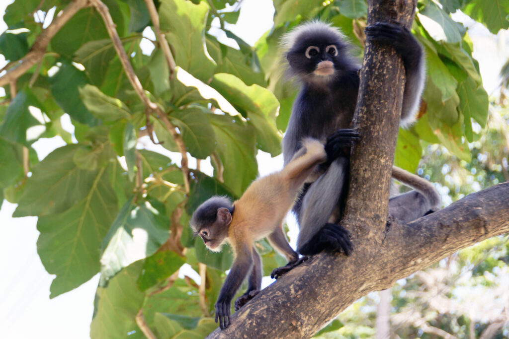 Brillenlanguren beim Kui Buri Nationalpark in Thailand