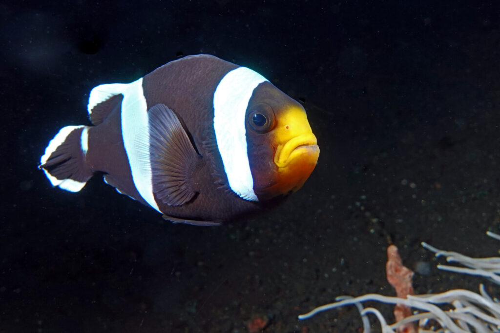 Anemonenfisch am Tauchplatz Melasti bei Tulamben auf Bali