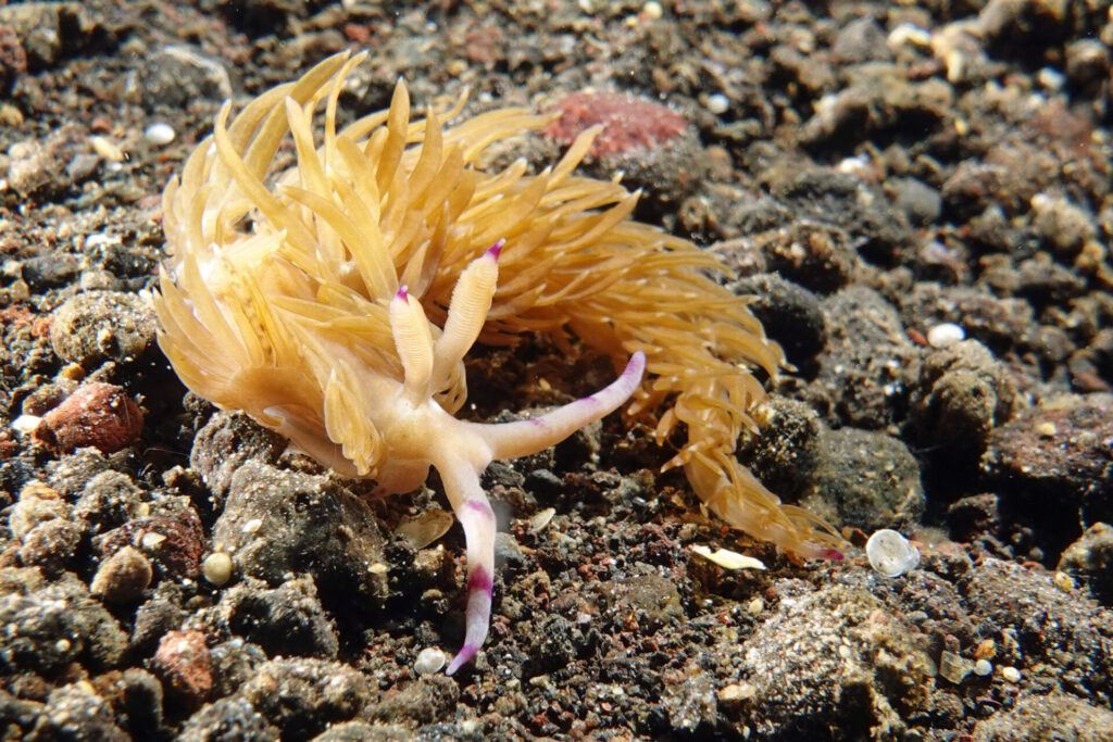 30_bali_kubu-indah_melasti_dsc00560