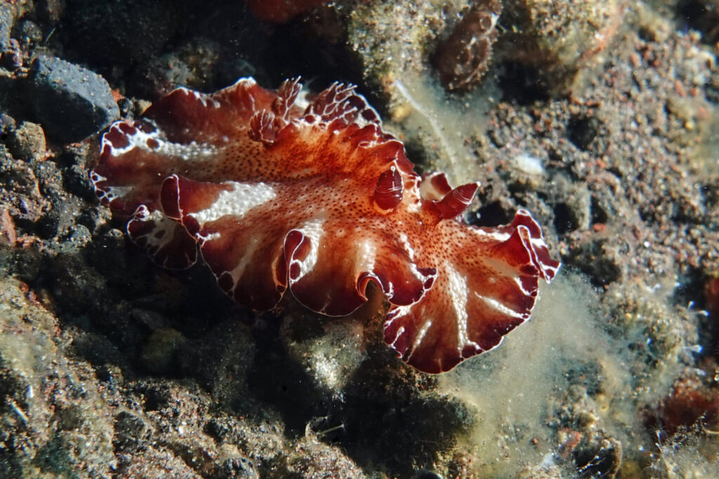 30_bali_kubu-indah_melasti_dsc00570
