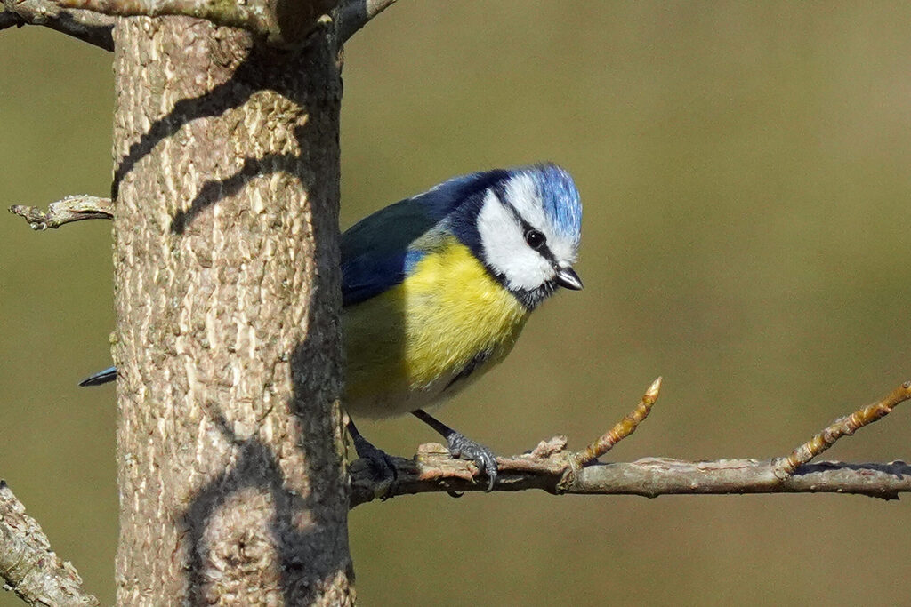 30_homburg_dsc07351 Blaukehlchen in unserem Garten in Homburg im Saarland