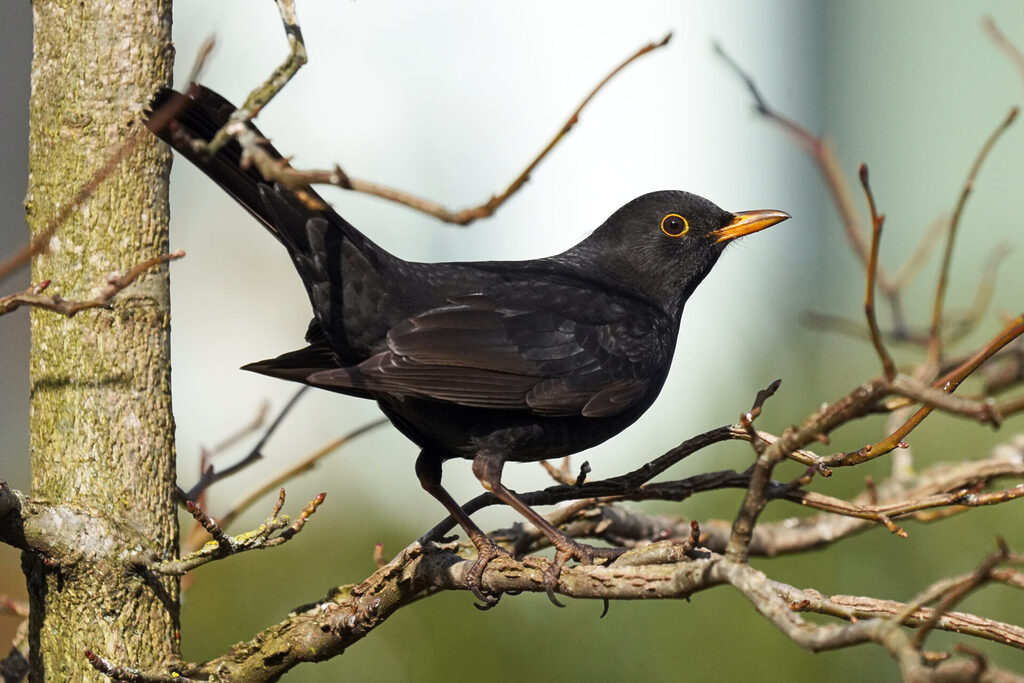 30_homburg_sanddorf_dsc01304 männliche Amsel in unserem Garten in Homburg im Saarland