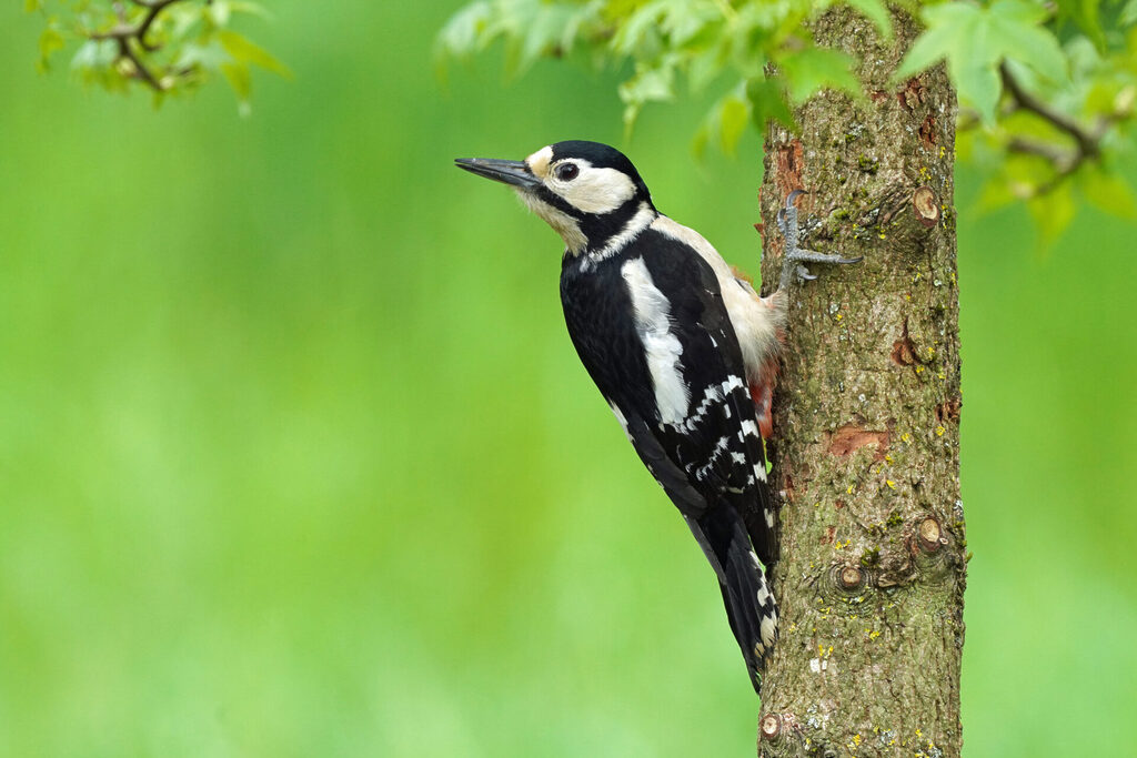 Der Buntspecht ist ein regelmäßiger Besucher in unserem Garten und bei der Vogelbeobachtung oft zu sehen