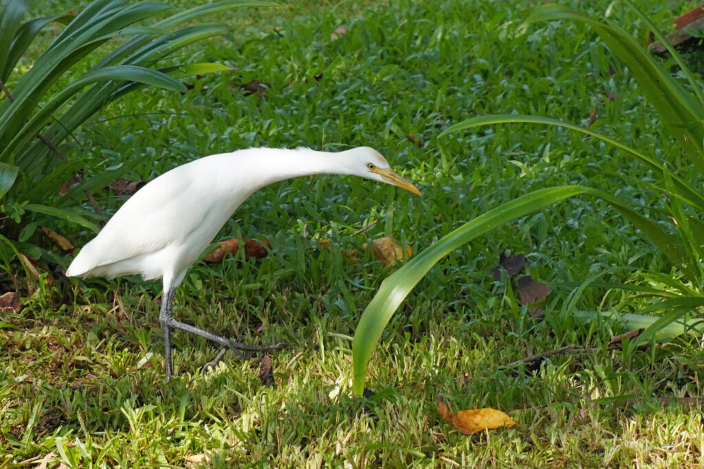 30_indien_kumarakom_tag1_dsc08655