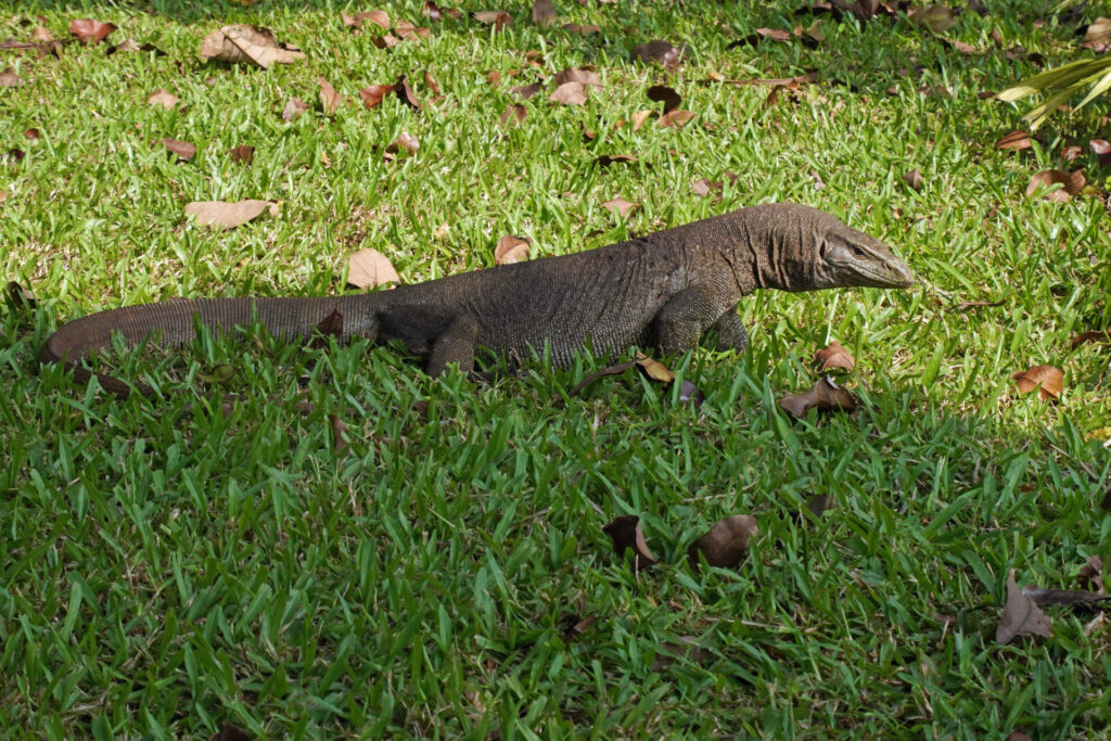 30_indien_kumarakom_tag1_dsc08662
