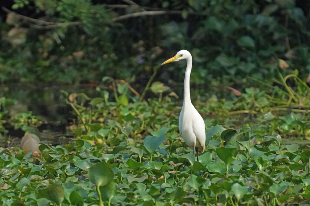 30_indien_kumarakom_tag1_dsc08742
