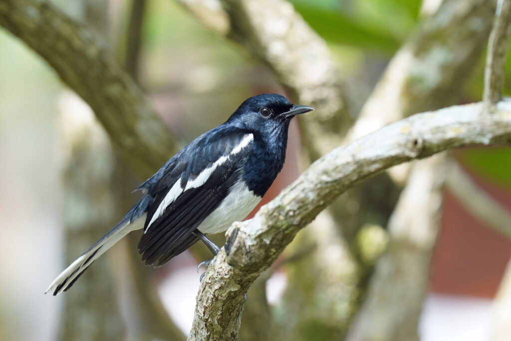 30_indien_kumarakom_tag1_dsc08788