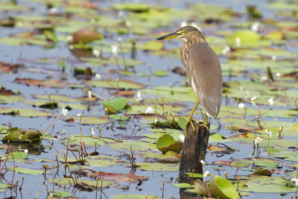30_indien_kumarakom_tag1_dsc08827