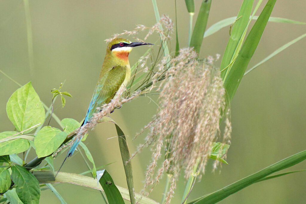 Bienenfresser in Kumarakom am Lake Vembanad in Kerala in Indien