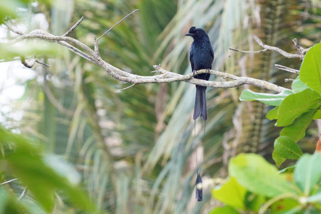 30_indien_kumarakom_tag1_dsc08992