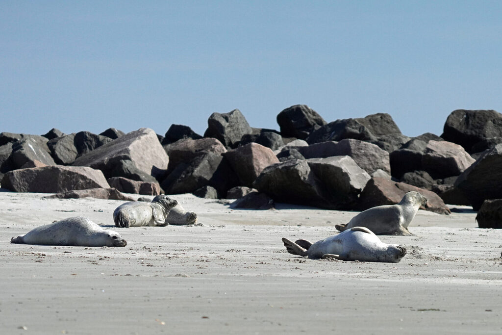 30_nordsee_insel_helgoland_duene_dsc03114