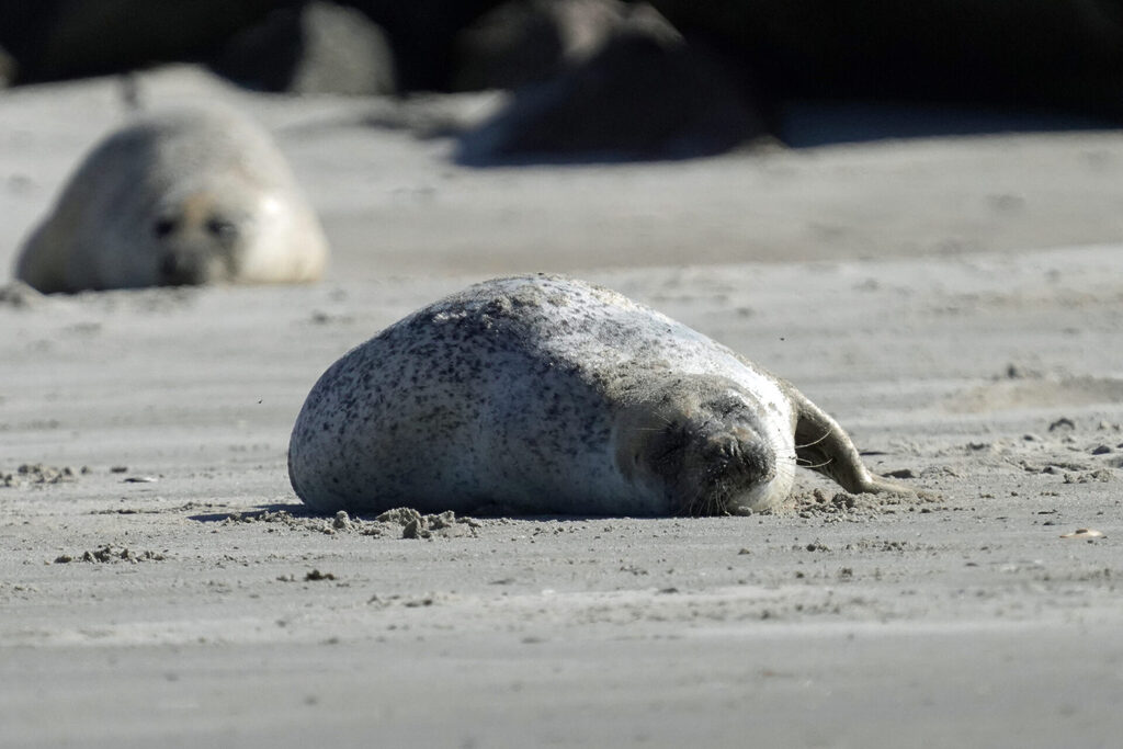 30_nordsee_insel_helgoland_duene_dsc03115