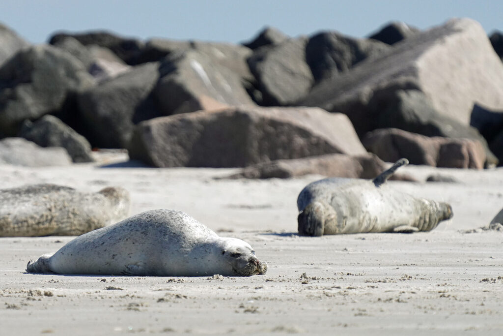 30_nordsee_insel_helgoland_duene_dsc03139