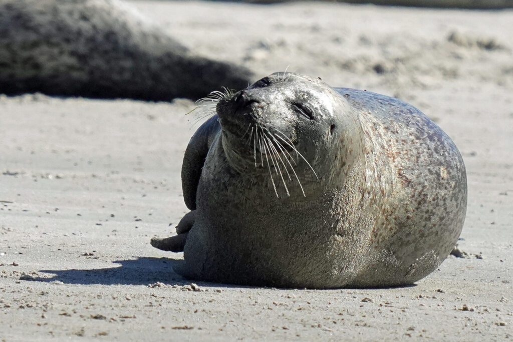 30_nordsee_insel_helgoland_duene_dsc03280