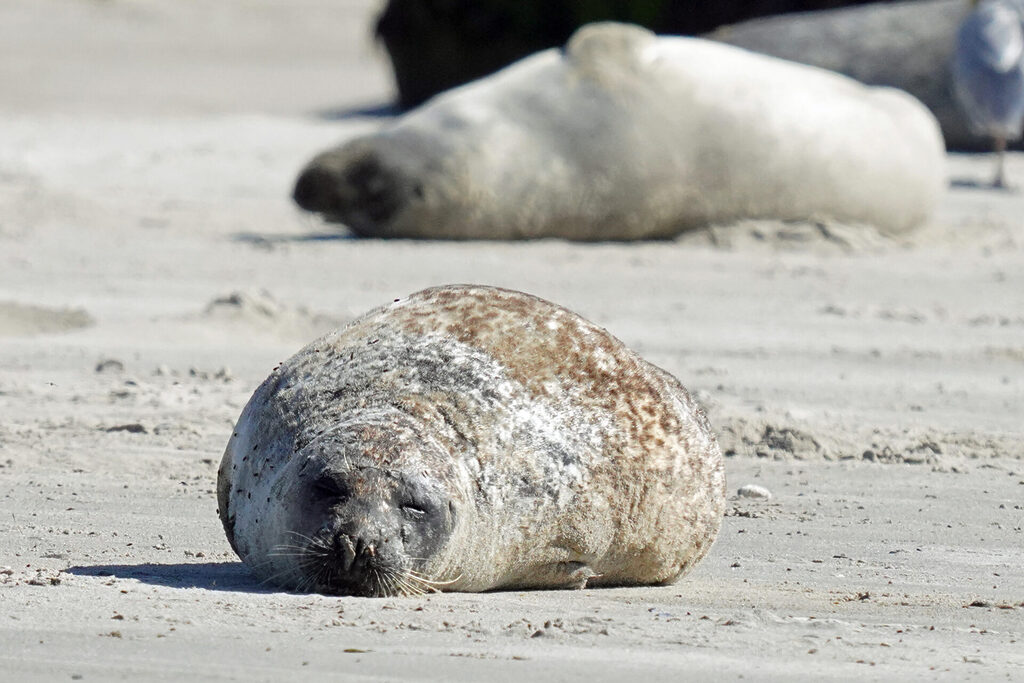 30_nordsee_insel_helgoland_duene_dsc03356