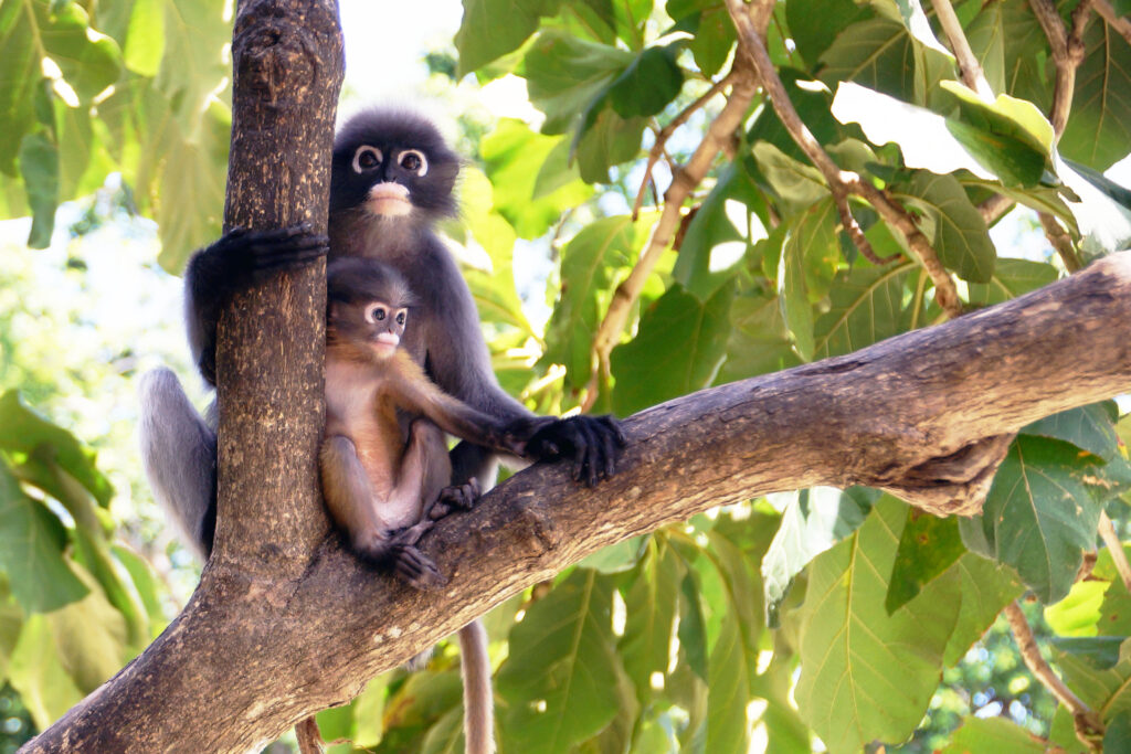 Khao Sam Roi Yot Nationalpark in Thailand