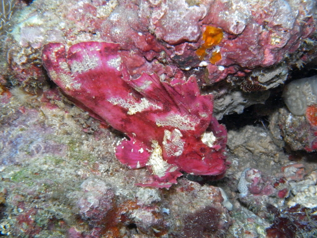 Schaukelfisch beim Tauchen am Diani Beach in Kenia