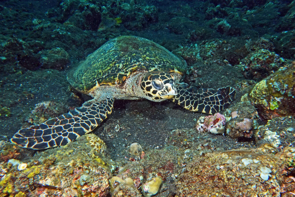 Schildkröte beim Tauchen am Hausriff des Kubu Indah auf Bali