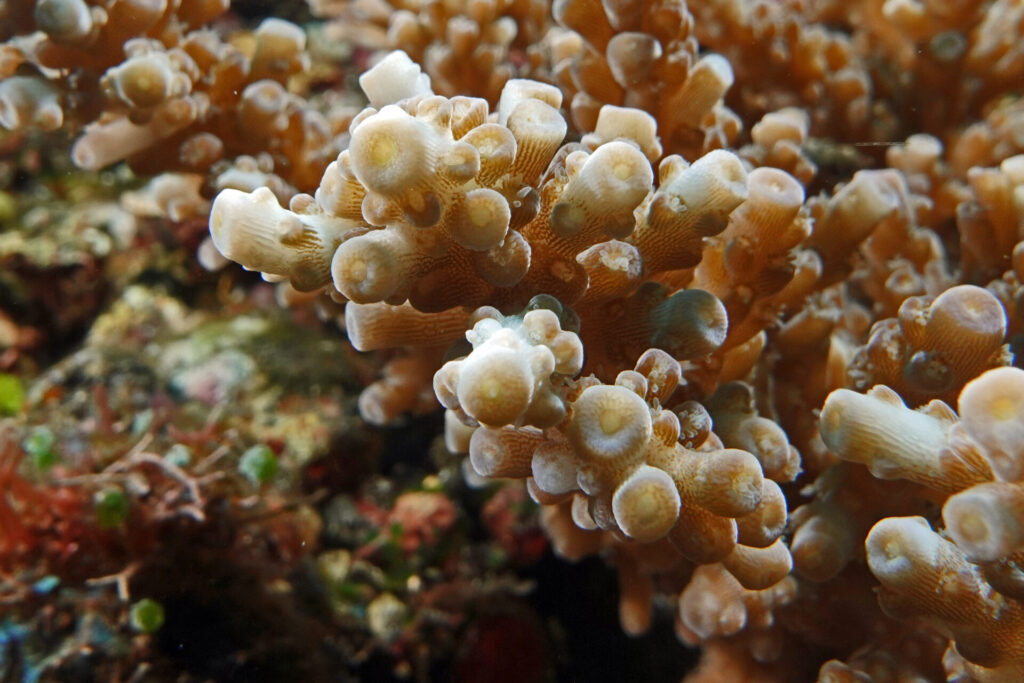40_bali_kubu-indah_drop-off_dsc00582