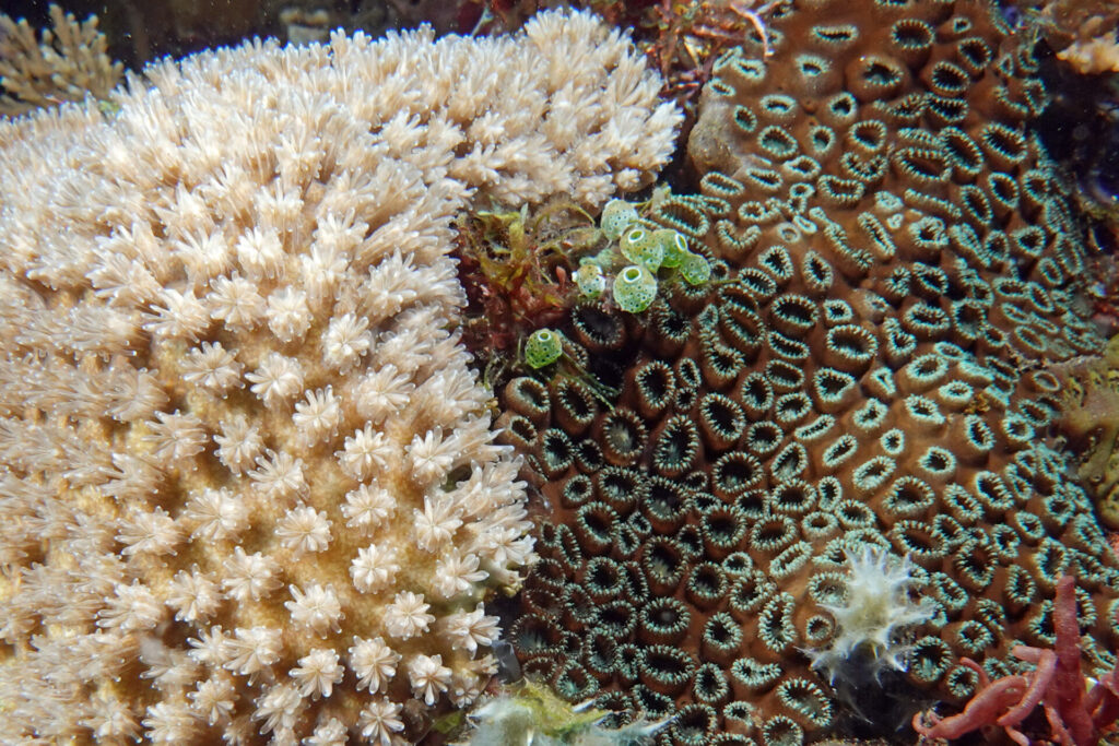 40_bali_kubu-indah_drop-off_dsc00585