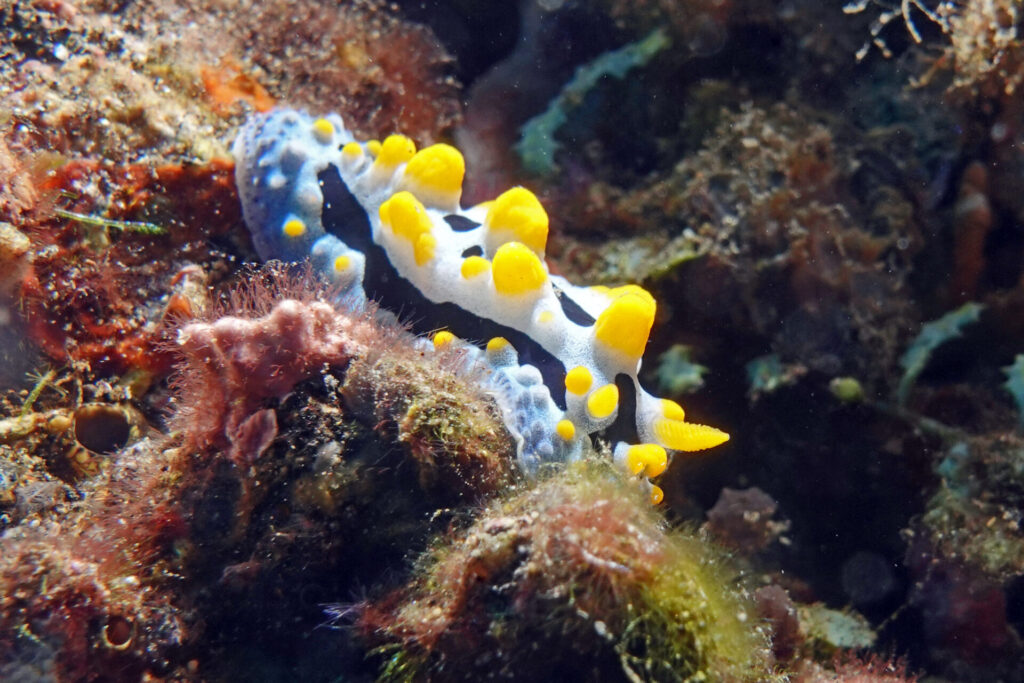 40_bali_kubu-indah_drop-off_dsc00591