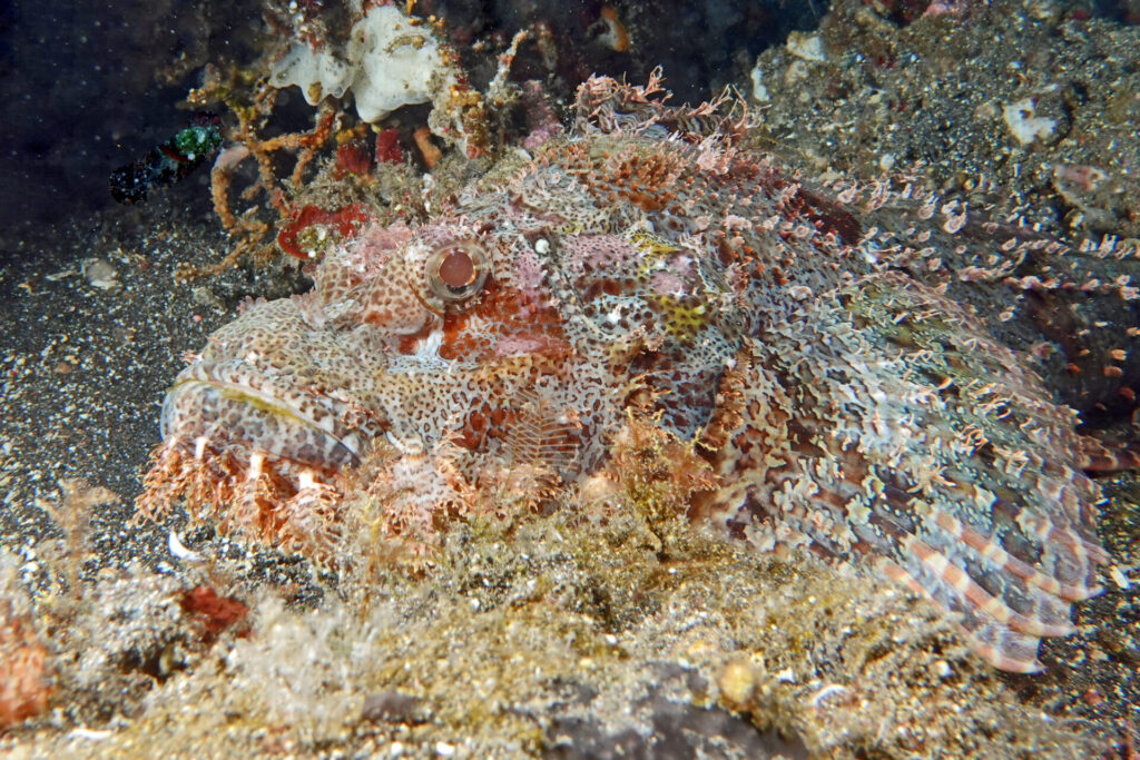 40_bali_kubu-indah_drop-off_dsc00593